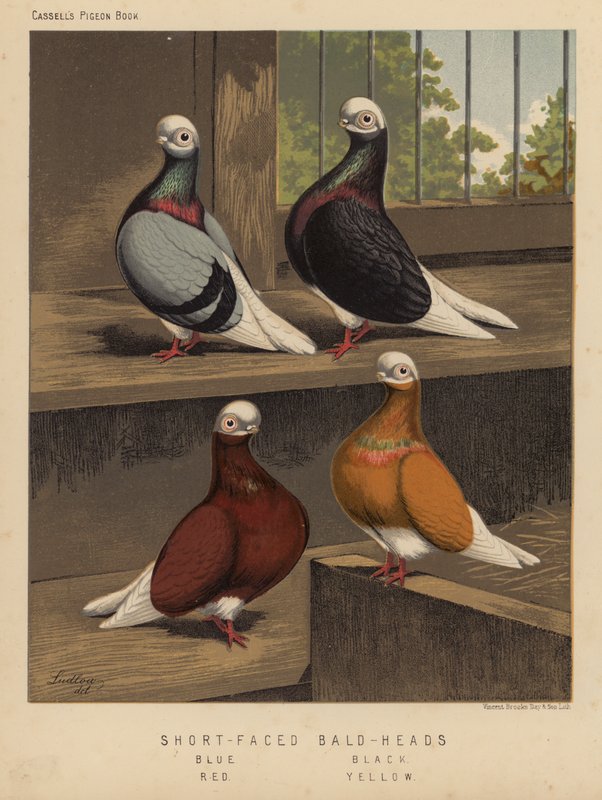 Duer: Skallete med kort ansikt, blå, svarte, røde, gule (litho-farge) av J. W. (after) Ludlow