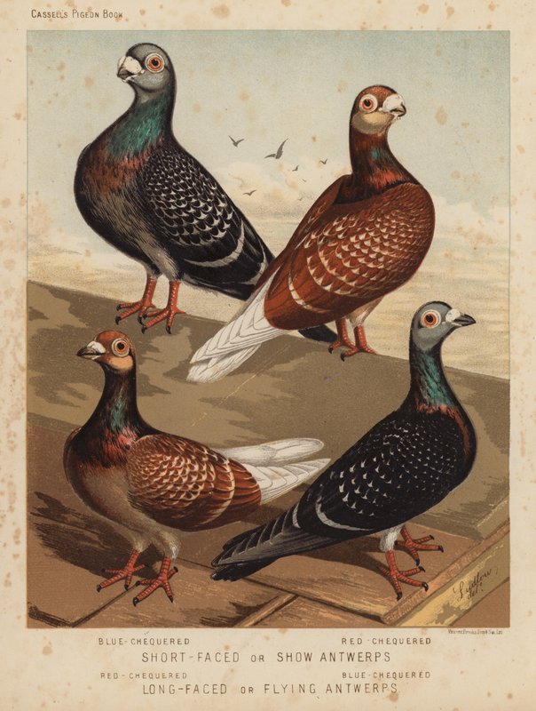 Duer: kort-ansiktet eller show-antwerper, blå-rutet, rød-sjakk; Langansiktede eller flygende Antwerpener, rødrutet, blårutet (farge litho) av J. W. (after) Ludlow