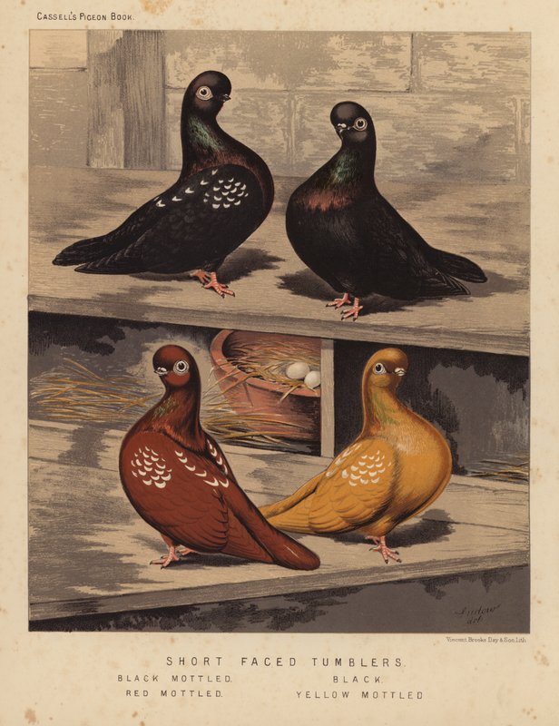 Duer: Tumblere med kort ansikt, svart flekkete, svarte, rødflekkede, gulflekkede (farge litho) av J. W. (after) Ludlow