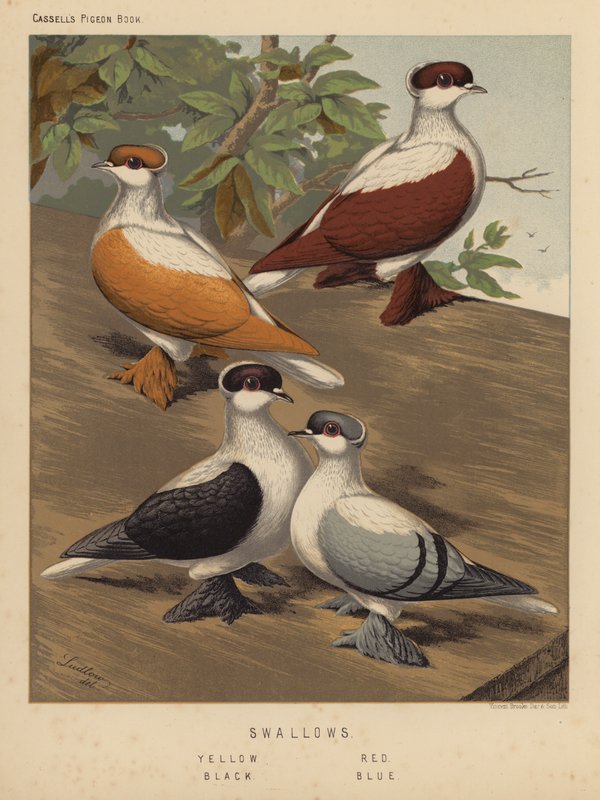 Duer: Svaler, gul, rød, svart, blå (farge litho) av J. W. (after) Ludlow