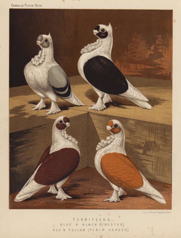 Duer: Turbiteens, blå og svarte, crested, rød og gul, vanlig hode (farge litho) av J. W. (after) Ludlow