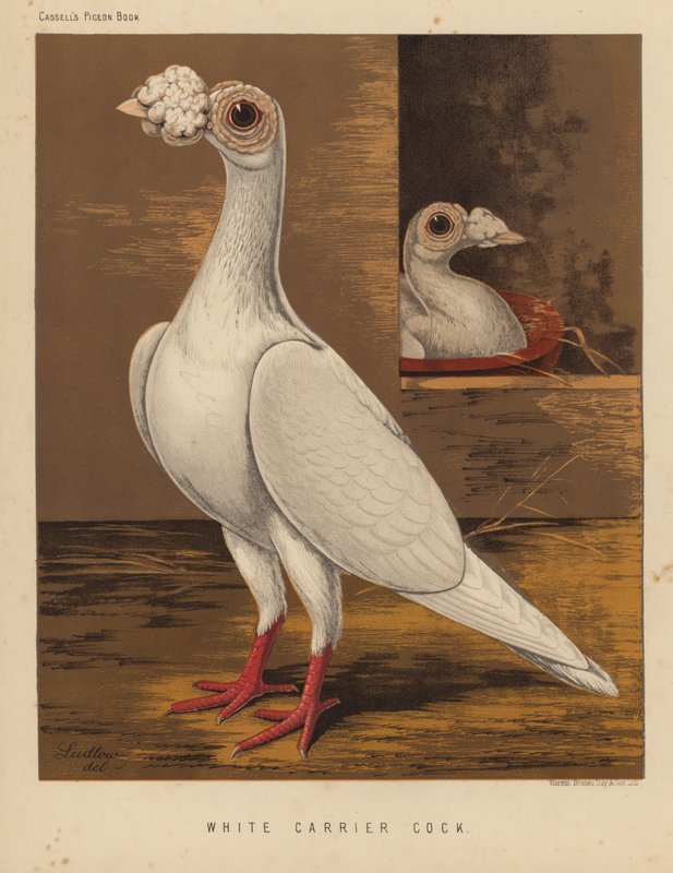 Duer: Hvit bærehane (farge litho) av J. W. (after) Ludlow