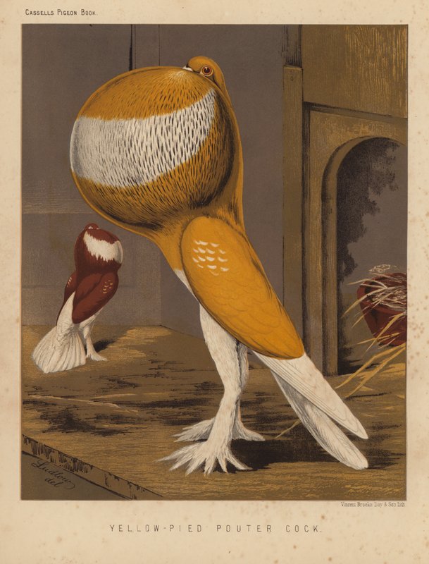 Duer: Yellow-Pied Pouter Cock (farge litho) av J. W. (after) Ludlow