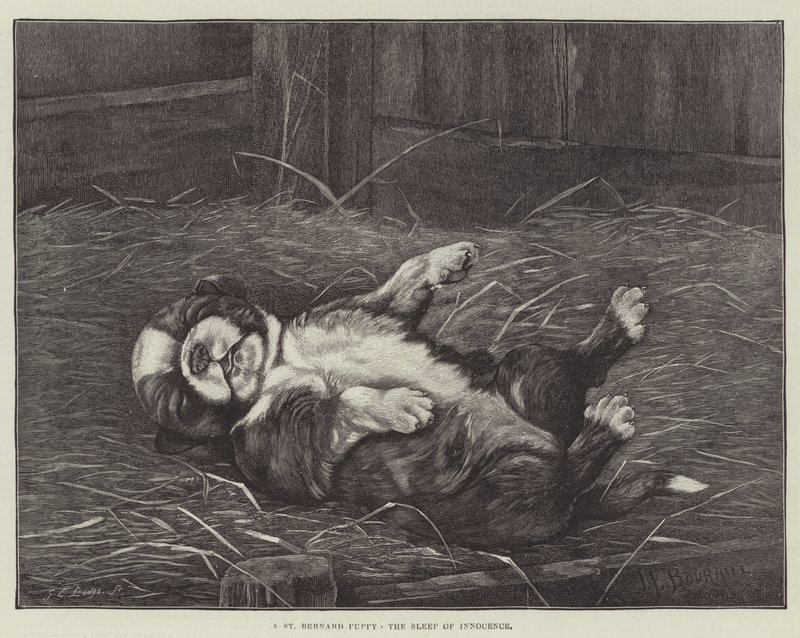 En St. Bernard-valp, uskyldens søvn av James E. Bourhill