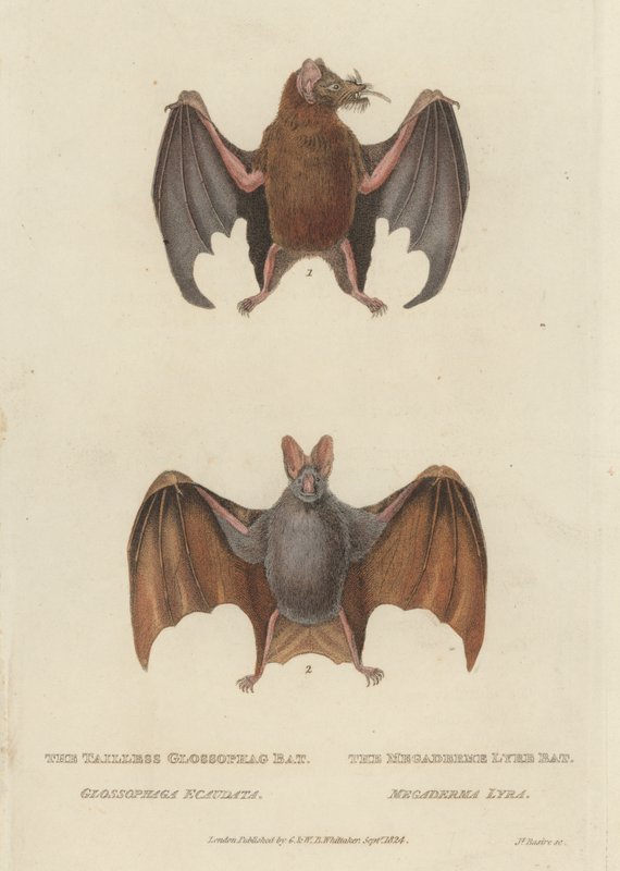 Tailless Glossophag Bat og Megaderme Lyre Bat (farget gravering) av James (after) Basire