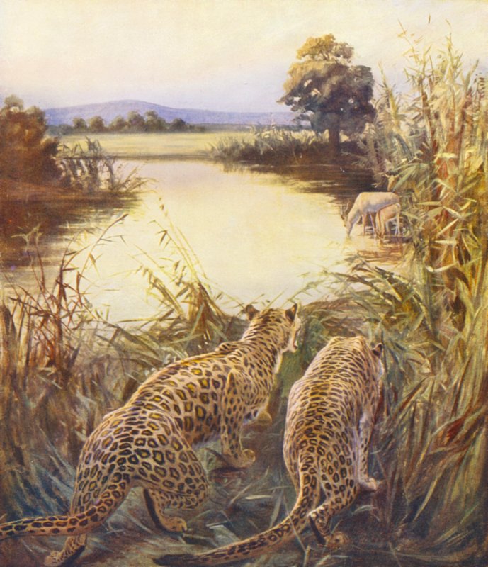 Holy Land: Leopards i quot;The Pride of Jordanquot; (farge litho) av James (after) Clark