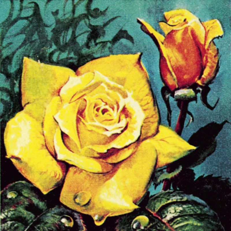 Rose med dugg av James Edwin McConnell