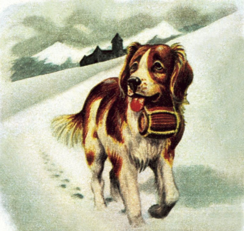 St. Bernhardshund av James Edwin McConnell