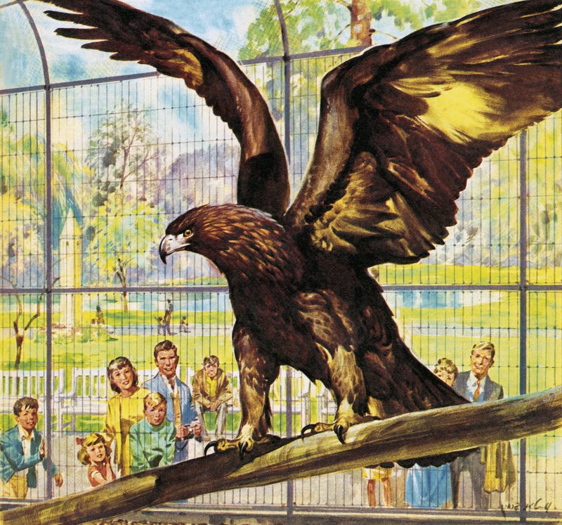 Hvem er hvem i dyrehagen: Fly-Away Goldie av James Edwin McConnell