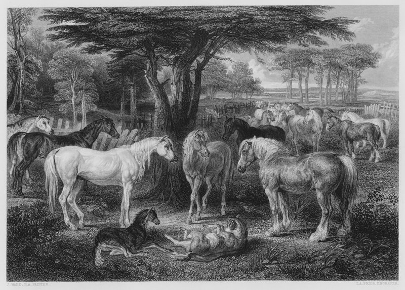 The Council of Horses, fra bildet i Vernon Gallery av James after Ward
