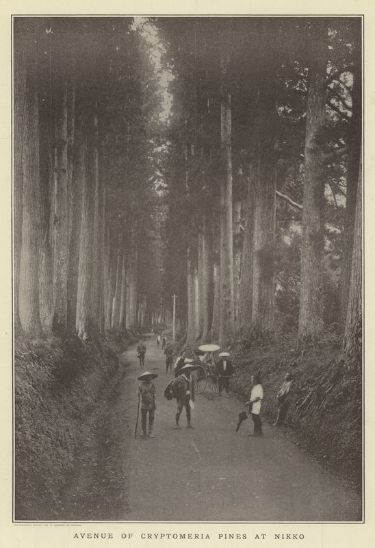 Avenue of Cryptomeria furu ved Nikko av Japanese Photographer