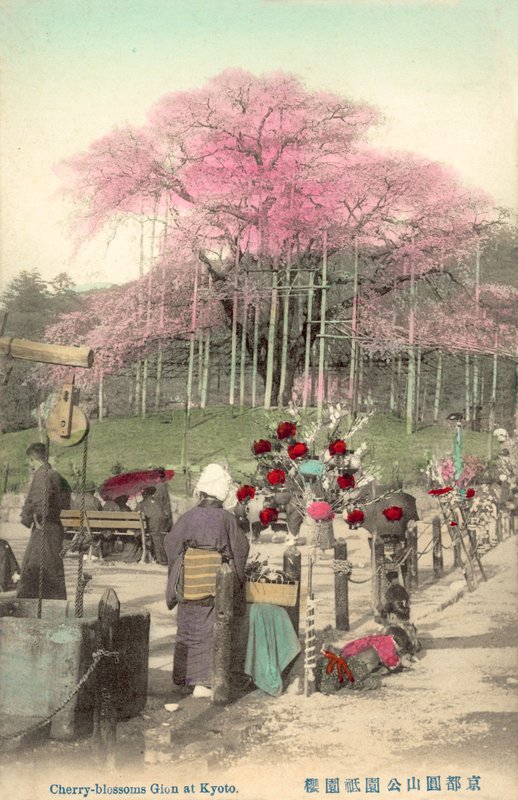 Kirsebærblomster, Gion, Kyoto, Japan av Japanese Photographer