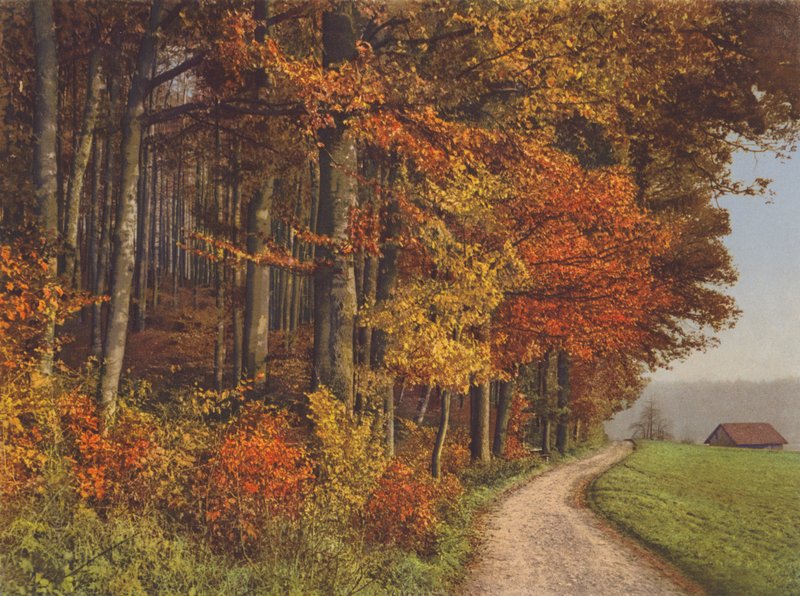 Sveits: Autumn Woods (fargebilde) av Jean Gaberell