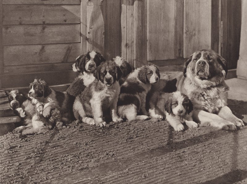 Sveits: De berømte St Bernard Dogs (s/hvitt bilde) av Jean Gaberell