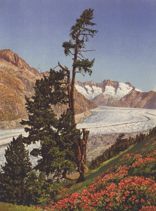 Sveits: Utsikt over Aletschbreen og Fiescherhorner av Jean Gaberell