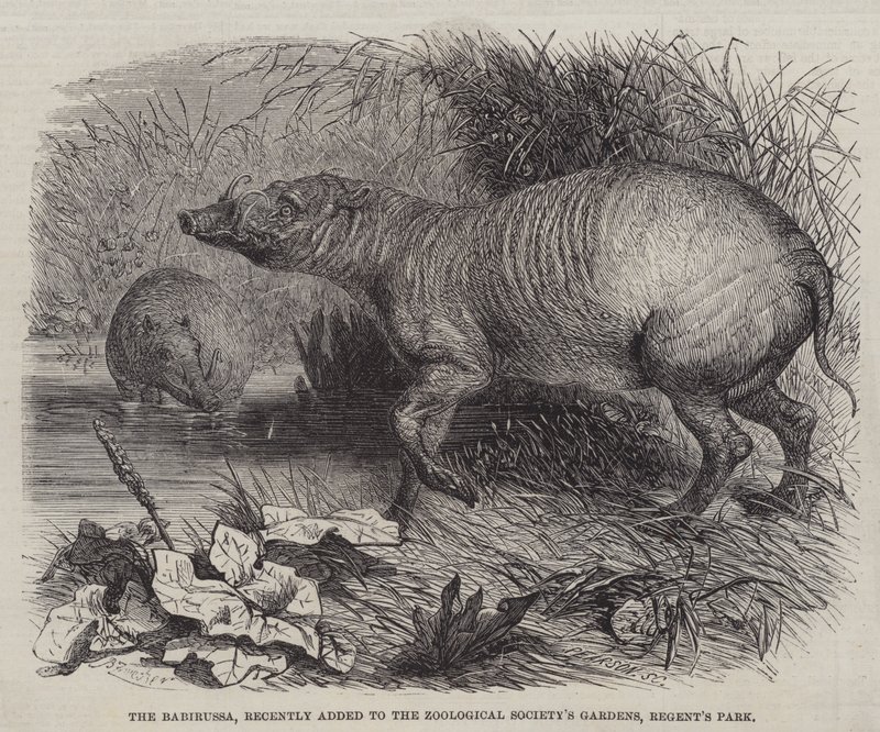 Babirussa, nylig lagt til Zoological Society's Gardens, Regent's Park av Johann Baptist Zwecker