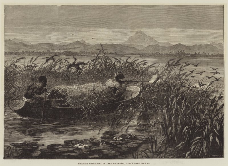 Skyter vannfugler på Mirambalasjøen, Afrika av Johann Nepomuk Schonberg
