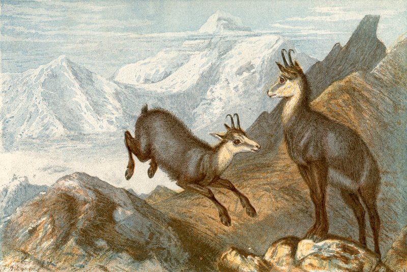The Chamois - 