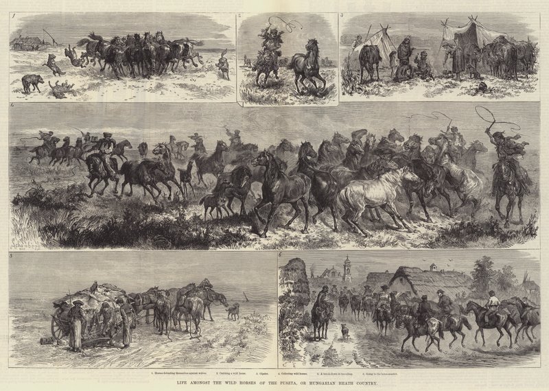 Livet blant villhestene i Puszta, eller det ungarske hedelandet av Johann Nepomuk Schonberg