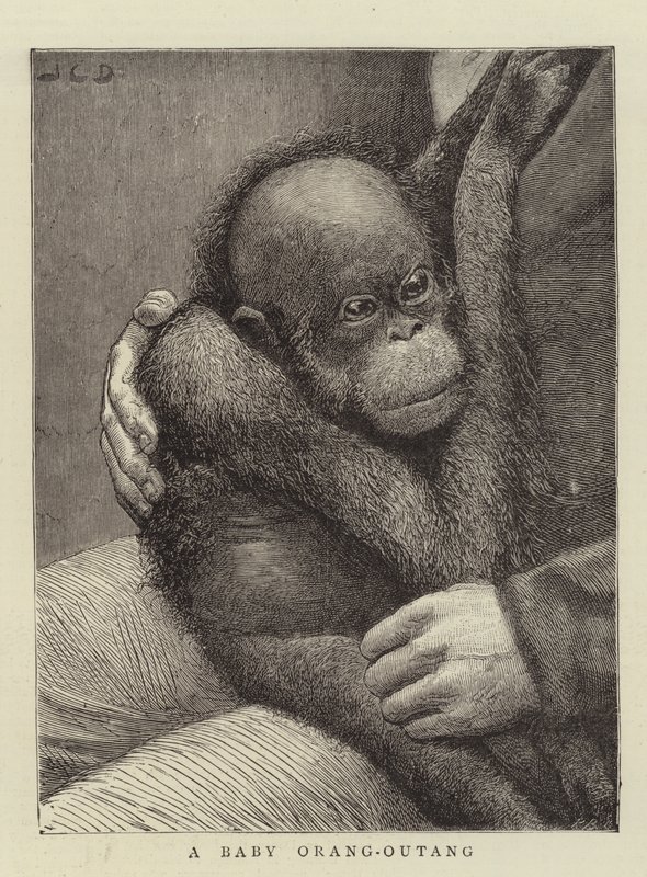 En baby Orang-Outang av John Charles Dollman