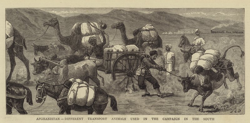 Afghanistan, forskjellige transportdyr brukt i kampanjen i sør av John Charles Dollman
