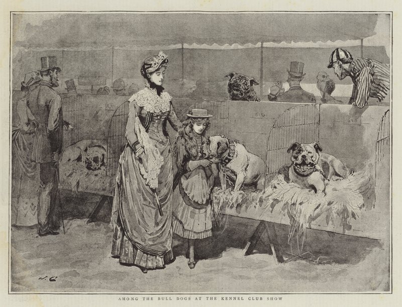 Blant Bull Dogs på Kennel Club Show av John Charles Dollman