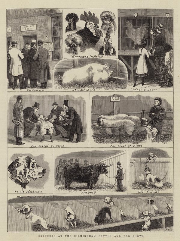 Skisser på Birmingham Cattle and Dog Shows av John Charles Dollman