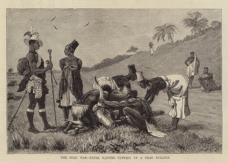 Zulu-krigen, Natal Kaffirs skjærer opp en død okse av John Charles Dollman