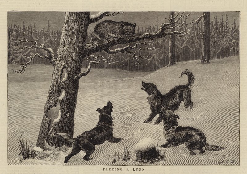 Tree en gaupe av John Charles Dollman