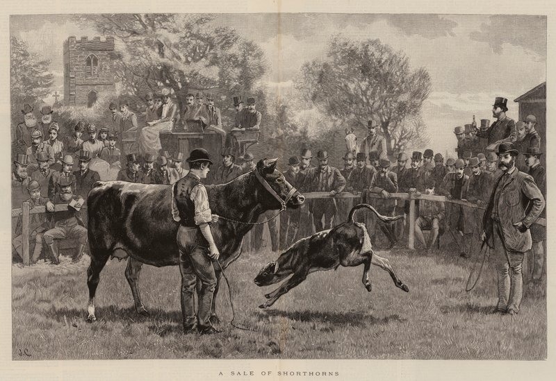 Et salg av Shorthorns av John Charlton