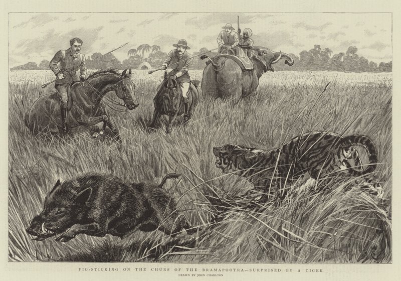 Gris som stikker på Brahmaputra-kirken, overrasket av en tiger av John Charlton