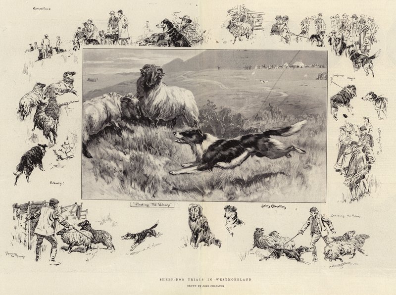 Sau-hundprøver i Westmoreland av John Charlton