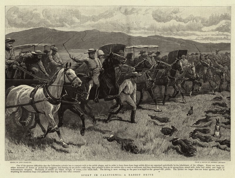 Sport i California, A Rabbit Drive av John Charlton