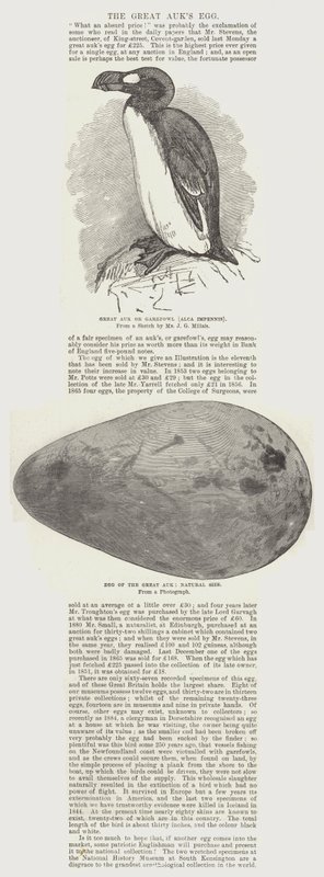Den store alkens egg av John Everett Millais