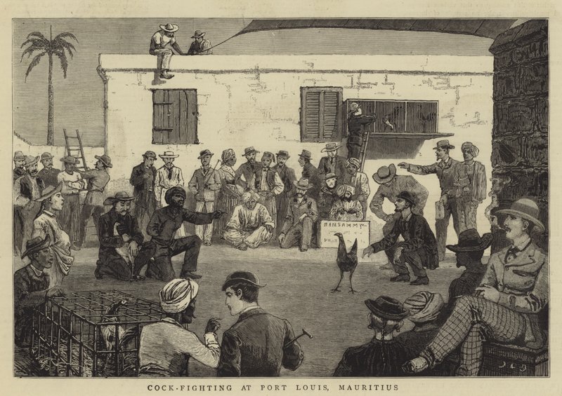 Hanekamp i Port Louis, Mauritius av John Charles Dollman