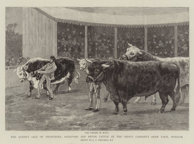 Dronningens salg av Shorthorn, Hereford og Devon Cattle på Prince Consort's Shaw Farm, Windsor av John Charles Dollman