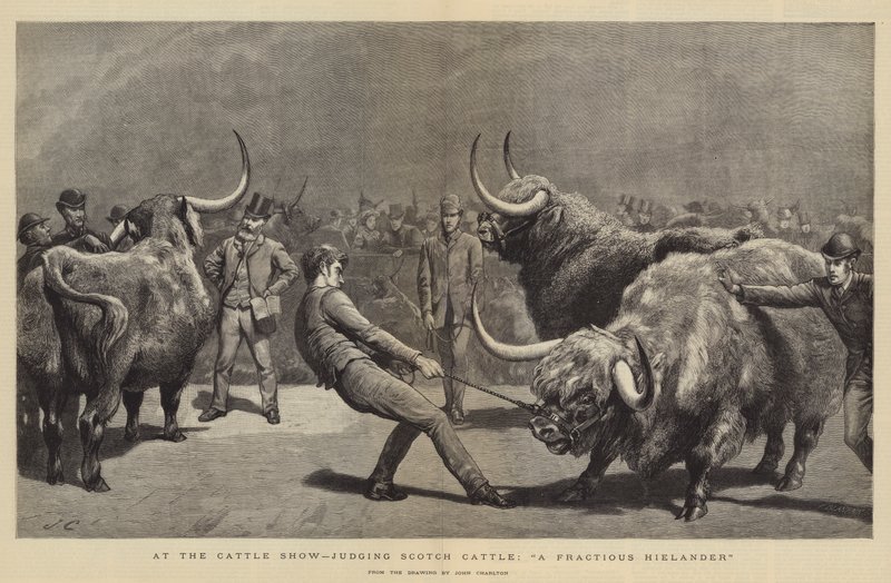 På Cattle Show, dømme Scotch Cattle, A Fractious Hielander av John Charlton