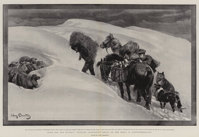 Mat for de sultne, stelle snøbundne sauer på åsene i Northumberland av John Charlton