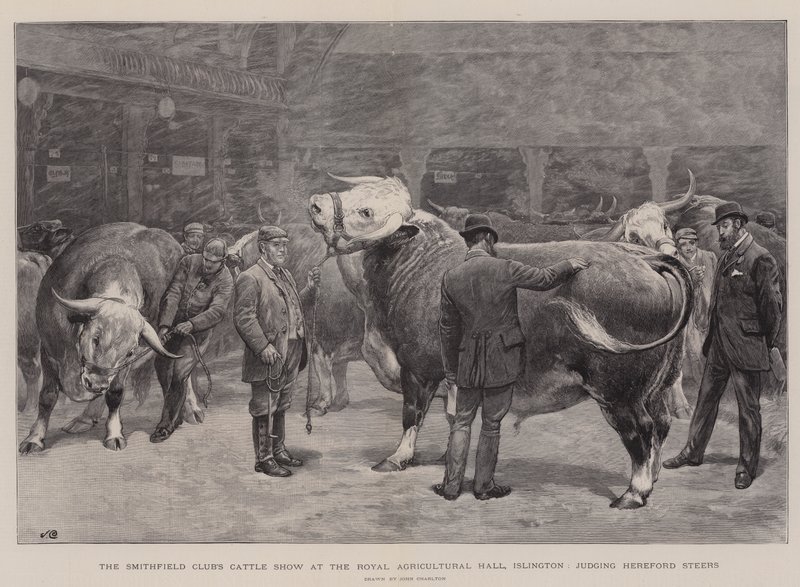 Smithfield Club's Cattle Show i Royal Agricultural Hall, Islington, dømte Hereford Steers av John Charlton