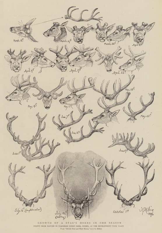 Vekst av en hjorts horn på én sesong av John Everett Millais