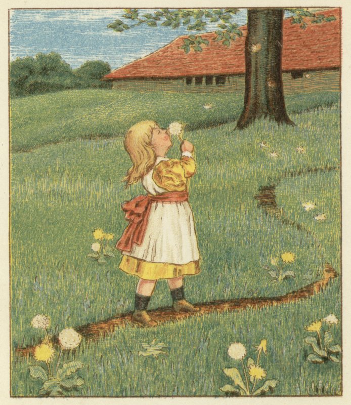 Løvetannfrø (farge litho) av John George (after) Sowerby