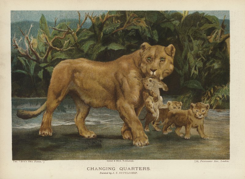 Changing Quarters: løvinne flytter ungene sine (chromolitho) av John Trivett Nettleship