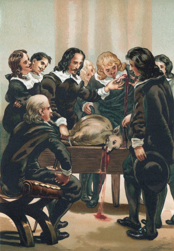 William Harvey demonstrerer sirkulasjonen av blodet av Josep or Jose Planella Coromina