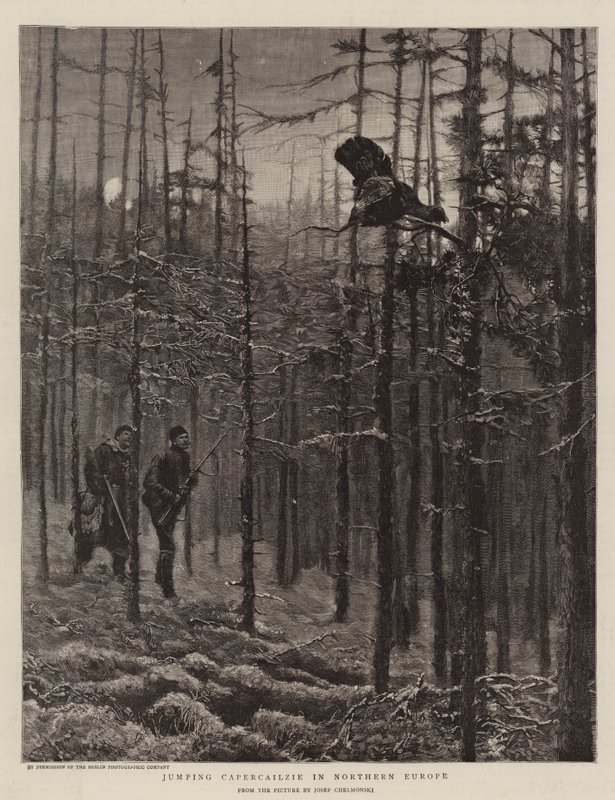 Hopping Capercailzie i Nord-Europa av Joseph Chelmonski