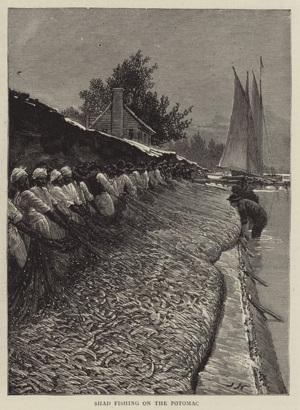 Shad Fishing på Potomac av Joseph Nash