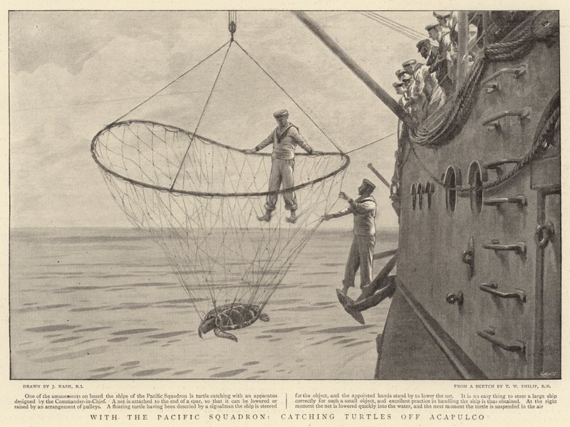 Med Pacific Squadron, fanger skilpadder utenfor Acapulco av Joseph Nash