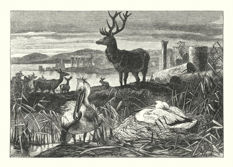 Decay of Earthly Pomp (gravering) av Joseph (after) Wolf