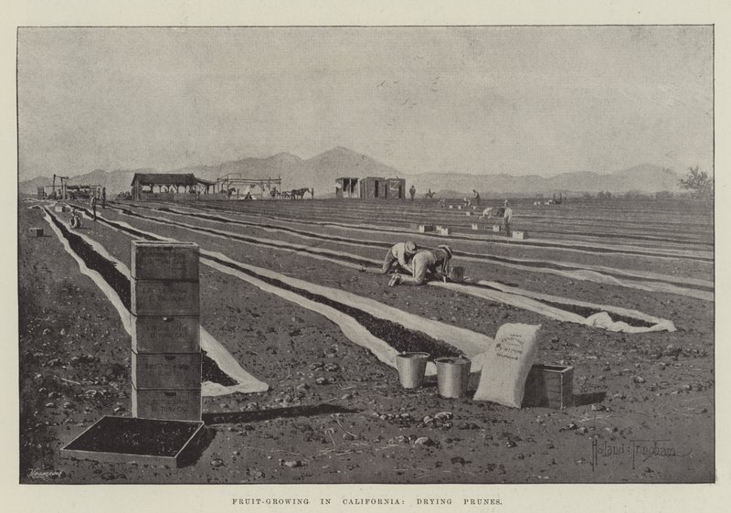 Fruktdyrking i California, tørking av svisker av Joseph Holland Tringham
