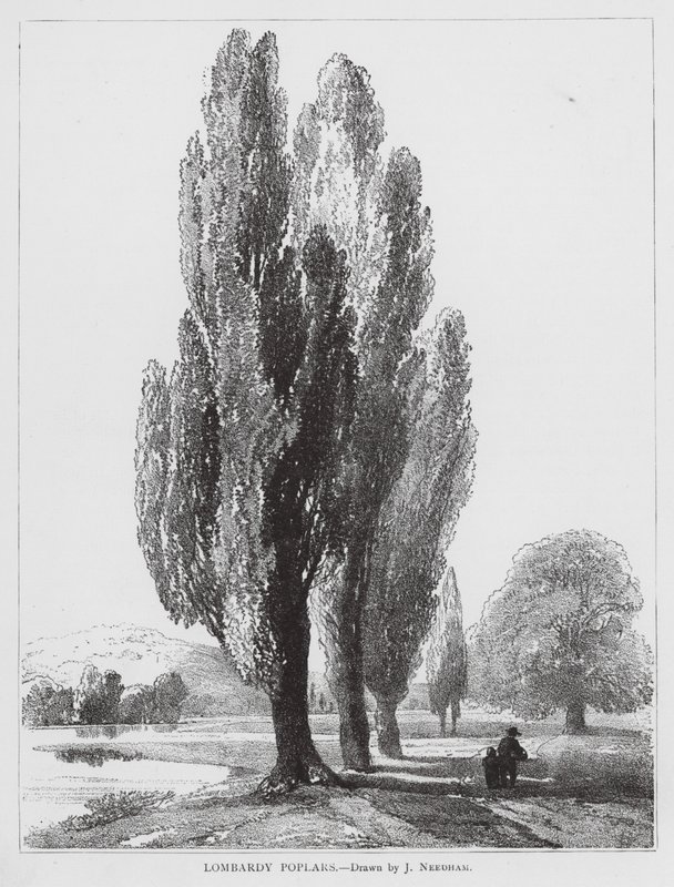  av Joseph Needham