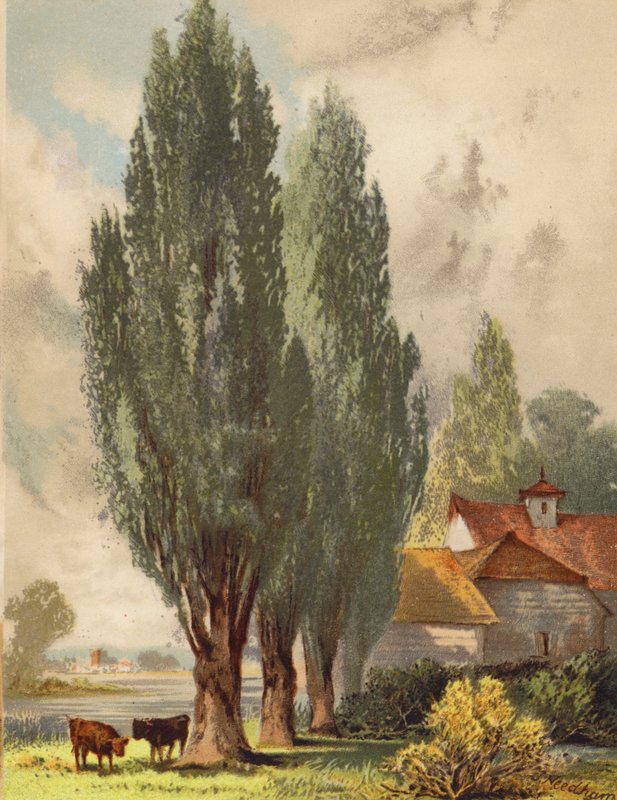  av Joseph Needham